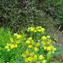 Ruta graveolens fleur